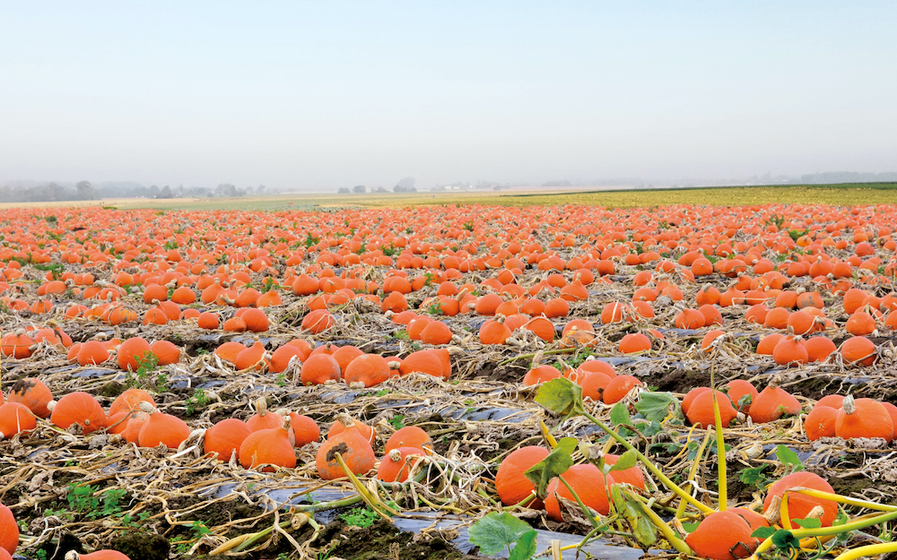 Courges en agriculture raisonnée chez <br> louis delhaize</br>