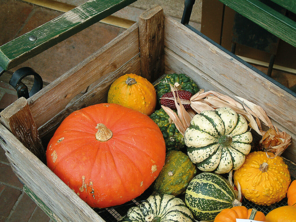 différents types de courges en agriculture raisonnée