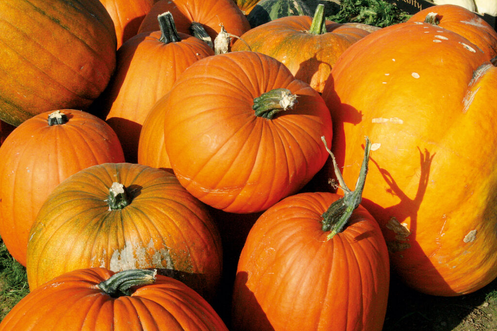 potirons en agriculture raisonnée